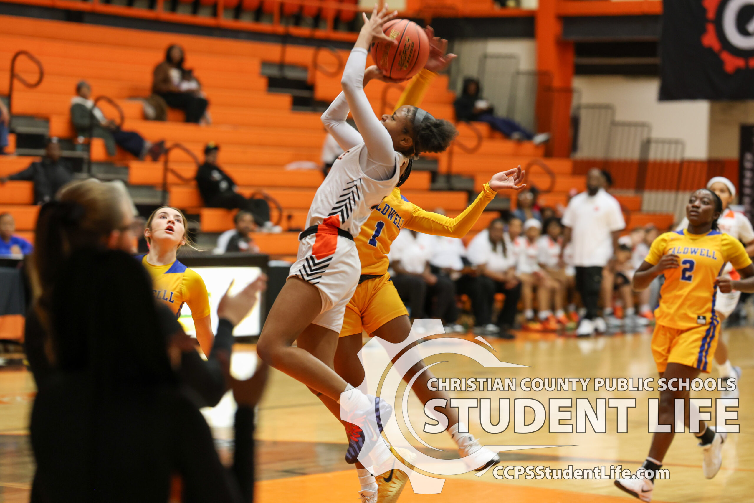 Late Rally Falls Short, but Lady Tigers Prove Their Fight at Home